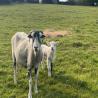 images/malkintower/sheep-IMG_4525.jpg